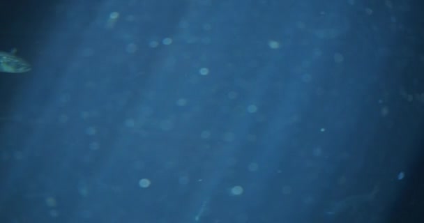 Schimmernde, sonnenbeschienene Wasser des Aquariums — Stockvideo