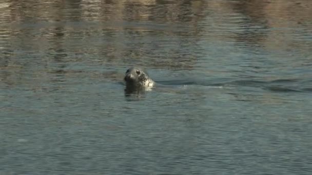 California Sea Lion Nuoto al di fuori dell'acquario — Video Stock