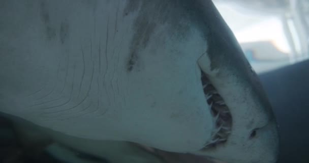 Schwarzspitzenriffhai schwimmt über Kopf — Stockvideo