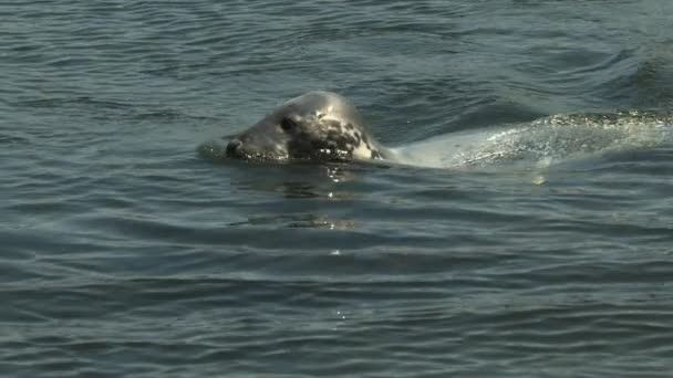 California Sea Lion Nuoto al di fuori dell'acquario — Video Stock