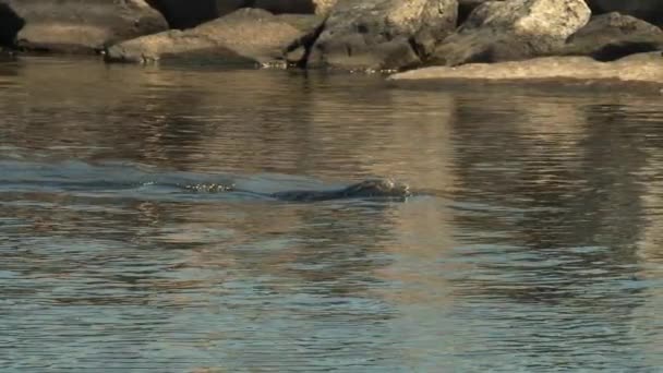 California Sea Lion nadando fuera del acuario — Vídeo de stock