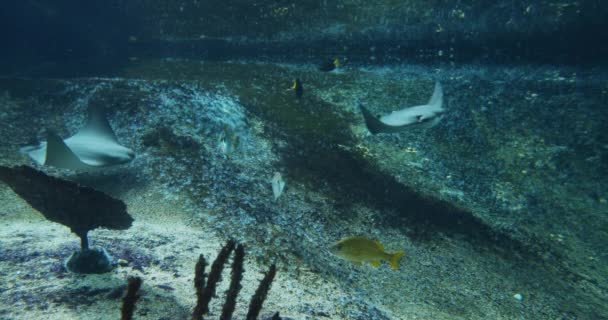 Rochen und Fische schwimmen im Aquarium — Stockvideo