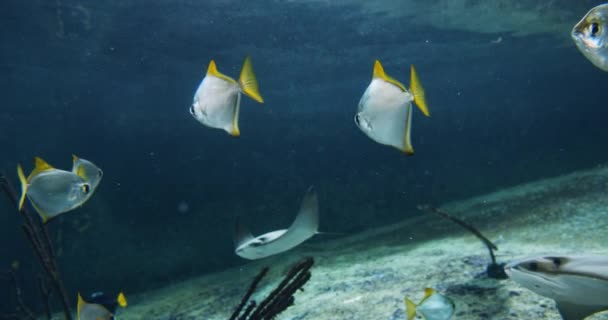 Straal en vissen zwemmen in het aquarium — Stockvideo