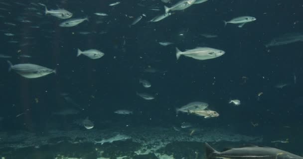 Peixes nadando subaquático no aquário — Vídeo de Stock