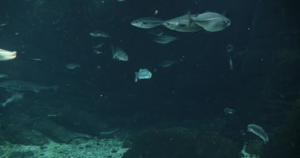 Kalv av fisk i akvarium — Stockvideo