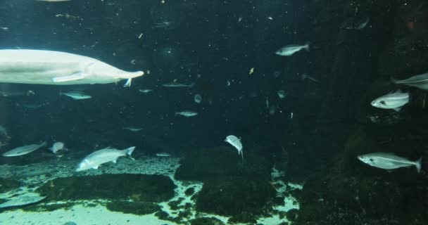 Los bancos de peces en el acuario — Vídeo de stock