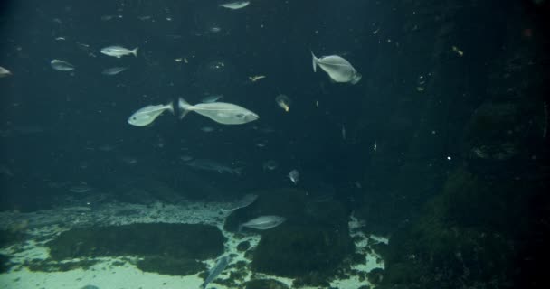 Scholen vissen in het aquarium — Stockvideo