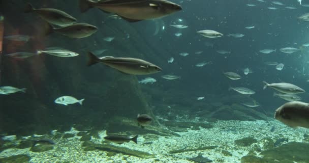 Scholen vissen in het aquarium — Stockvideo
