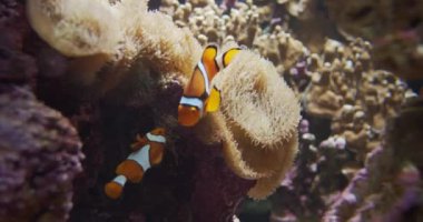 Akvaryumdaki Anemon 'da Palyaço Balığı Yüzüyor