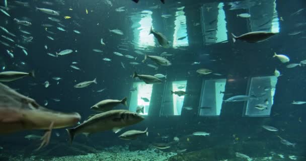 Esturgeon et poisson dans le réservoir d'aquarium — Video