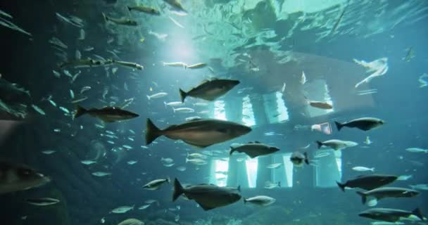 Los bancos de peces en el acuario — Vídeo de stock