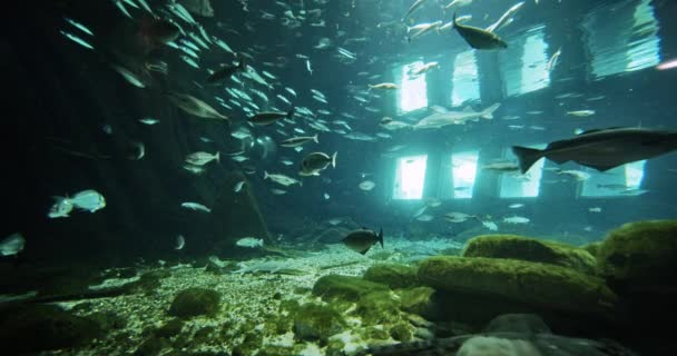 Fischschwärme im Aquarium — Stockvideo