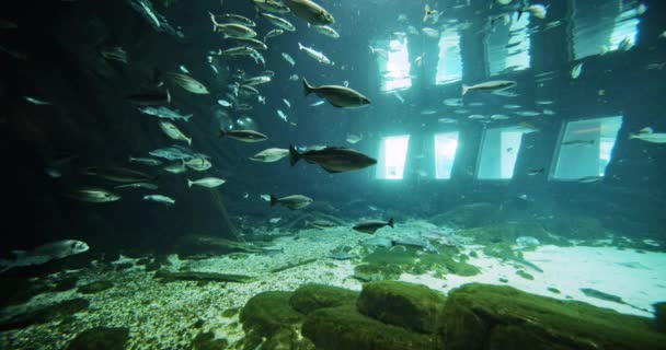 Fischschwärme im Aquarium — Stockvideo