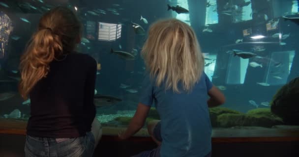 男孩和女孩在水族馆里指鱼 — 图库视频影像