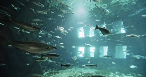 Los bancos de peces en el acuario — Vídeos de Stock