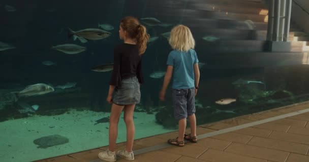 Niño y niña comparando tamaños de peces en el acuario — Vídeo de stock