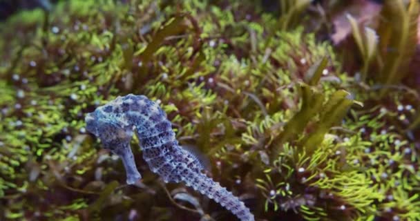 Caballo de mar azul nadando en acuario — Vídeos de Stock