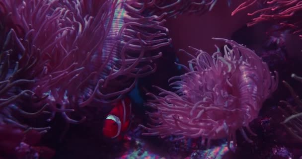 Poisson-clown nageant par anémones roses dans l'aquarium — Video