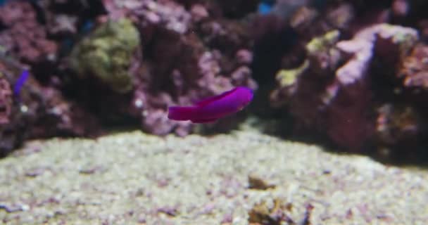Dottyback púrpura y espiga amarilla en el acuario — Vídeo de stock