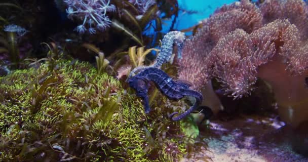 Hippocampes bleus nageant dans l'aquarium — Video