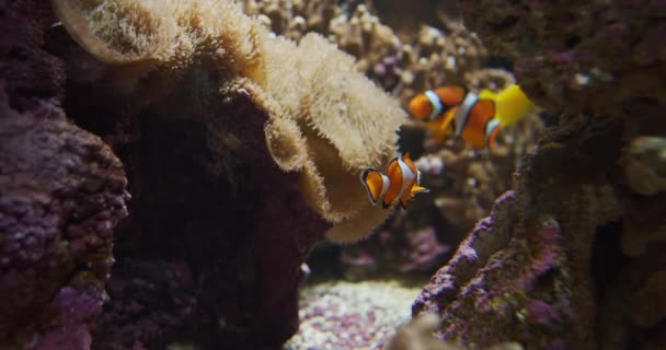 Colmillos y peces payaso nadando en el acuario — Vídeos de Stock