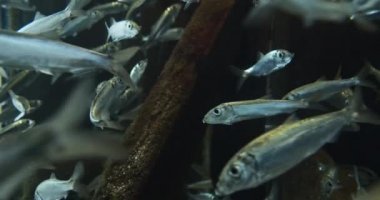 Akvaryumda Atlantik Ringaları Yüzüyor