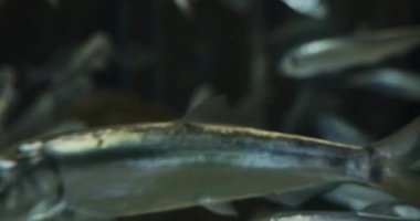 Akvaryumda Atlantik Ringaları Yüzüyor