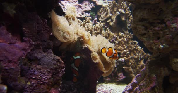 Clownfische schwimmen unter Anemonen im Aquarium — Stockvideo
