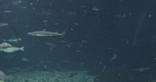 Hejna ryb v akváriu — Stock video