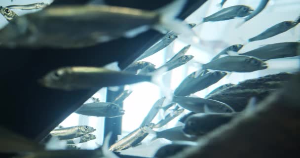 大西洋鲱鱼在水族馆游泳 — 图库视频影像