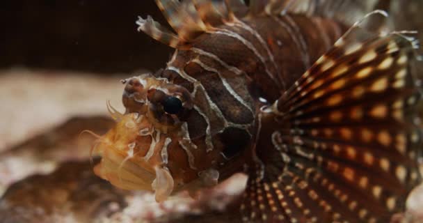 Lionfish zamknąć w akwarium — Wideo stockowe