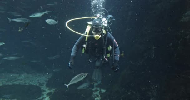 Buceador en traje mojado en acuario — Vídeo de stock