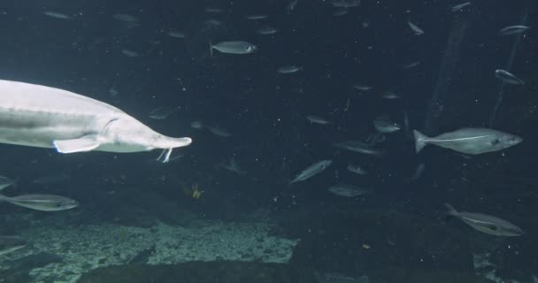 Los bancos de peces en el acuario — Vídeo de stock