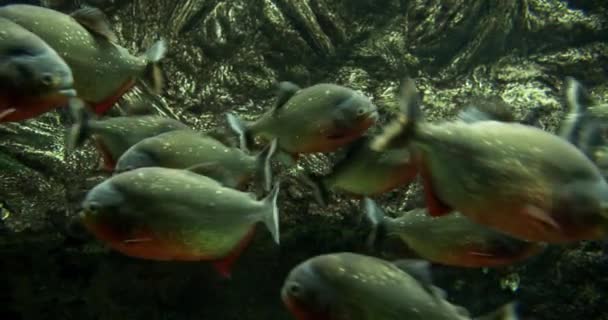 Schule des Roten Piranhas im Aquarium — Stockvideo