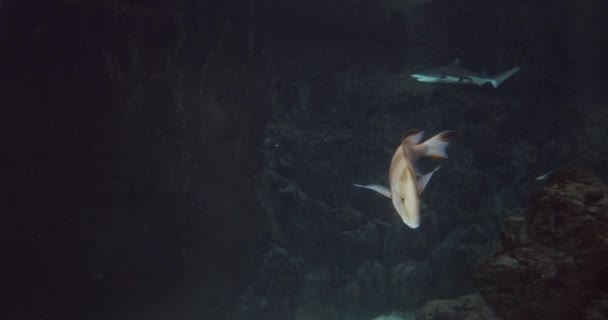 Blacktip Rekiny rafowe i ryby w akwarium — Wideo stockowe