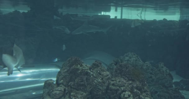 Tiburones de arrecife de punta negra y peces en acuario — Vídeo de stock