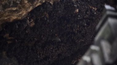 Goa Lawah 'ın Tavanı Tapınağındaki Büyük Yarasa Grubu
