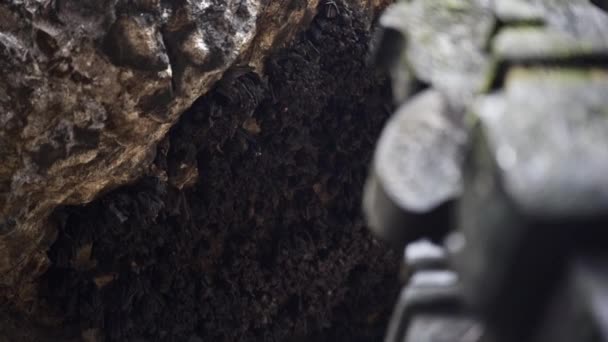 バリ島ゴア・ローア寺院のすぐ上の洞窟からぶら下がっているコウモリ — ストック動画