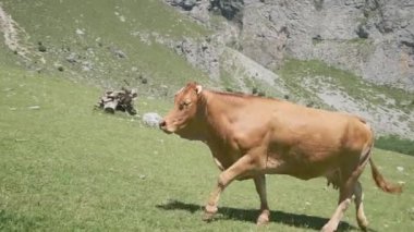 Barselona Kırsalında İnek Yürüyüşü