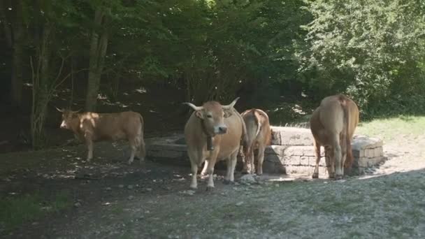 Rinder auf dem Land in Barcelona — Stockvideo