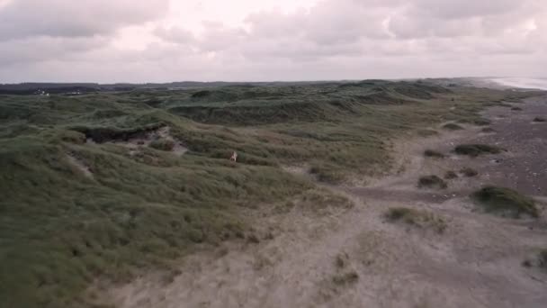 Vaste horizon de terres herbeuses par la côte ouest du Danemark et un ciel lumineux — Video