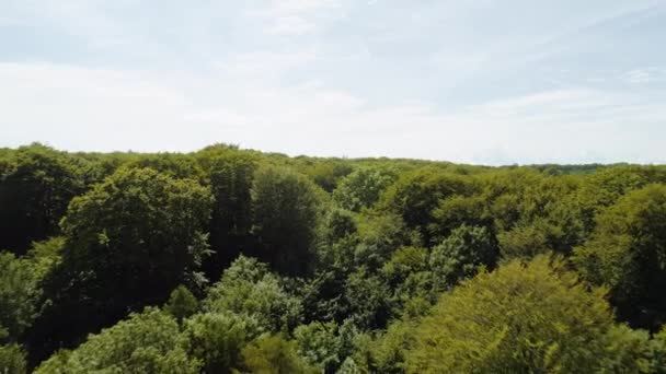 Tire de distancia Drone Shot of Forest Trees y Majestic Ocean Horizon bajo el cielo azul — Vídeos de Stock