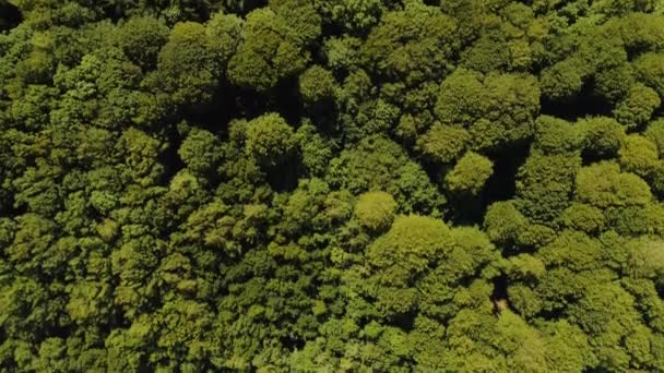 Floresta exuberante e praia pela costa da Dinamarca em um dia ensolarado — Vídeo de Stock