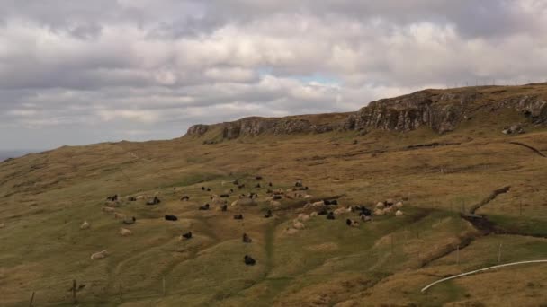 Vol de drone au-dessus des moutons dans un paysage dramatique — Video