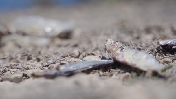 Martwa ryba nad brzegiem morza z nieostrym widokiem na tło — Wideo stockowe