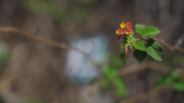 Flor en la naturaleza y una bolsa vacía desechada de papas fritas dejadas en el suelo del bosque — Vídeo de stock