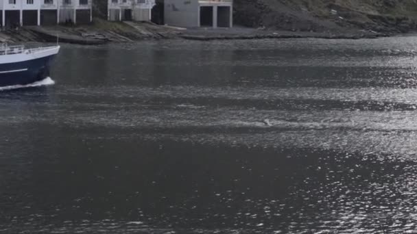 Möwe und Schiff im See der Färöer — Stockvideo