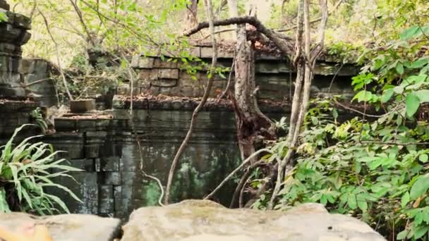 Слегка зажатый кадр дерева, склоняющегося над стеной в храме Камбоджи. — стоковое видео
