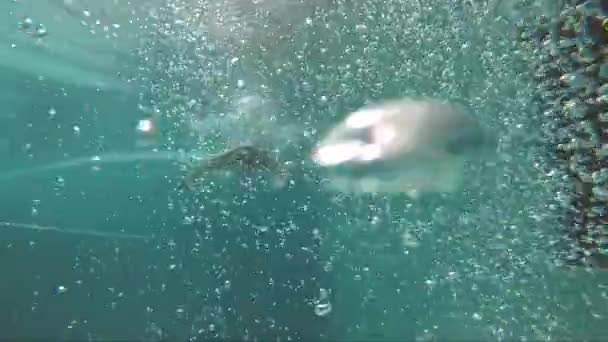 Bubliny pod vodou a muž v červeném krátkém plavání — Stock video