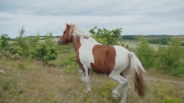 Cavallo selvaggio a piedi in campagna — Video Stock